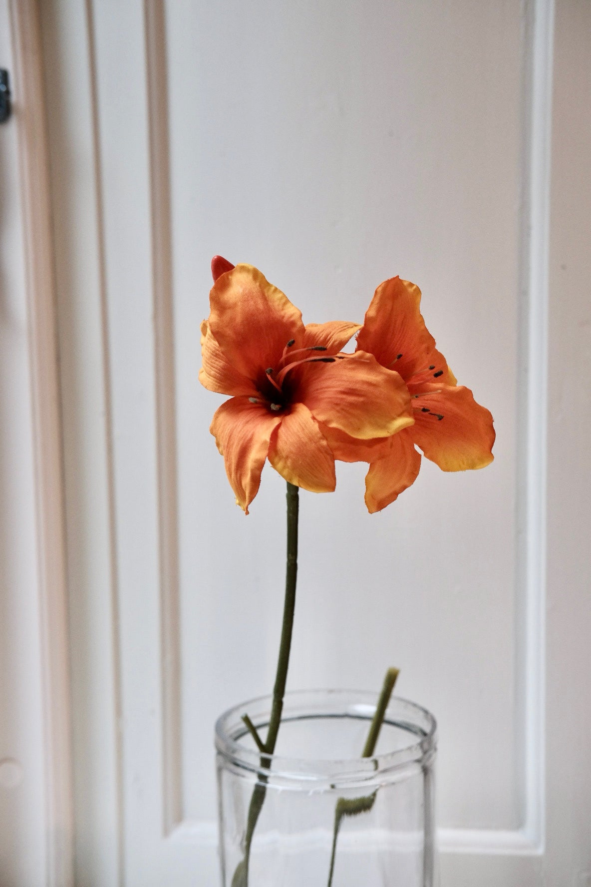 Blomst • Amaryllis • Orange