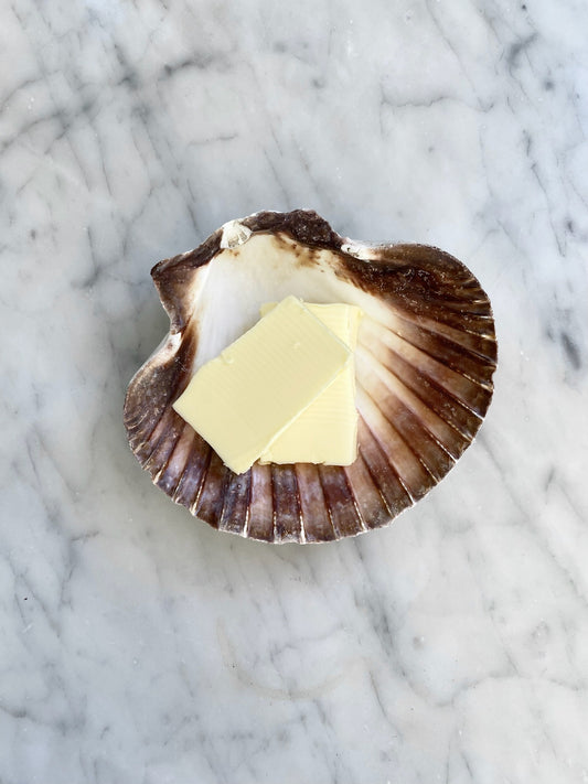 Clam shell • Scallop