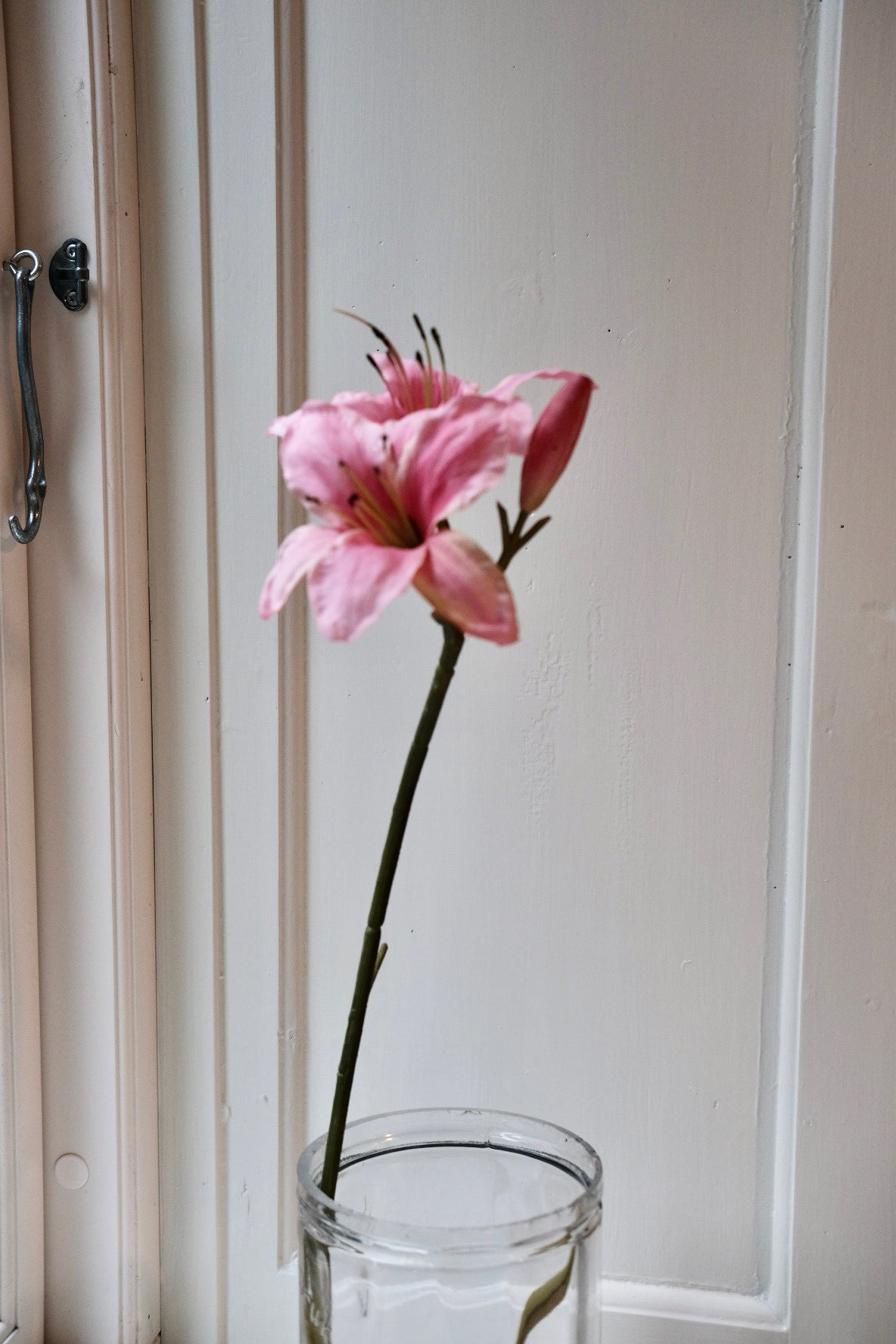 Blomst • Amaryllis • Pink