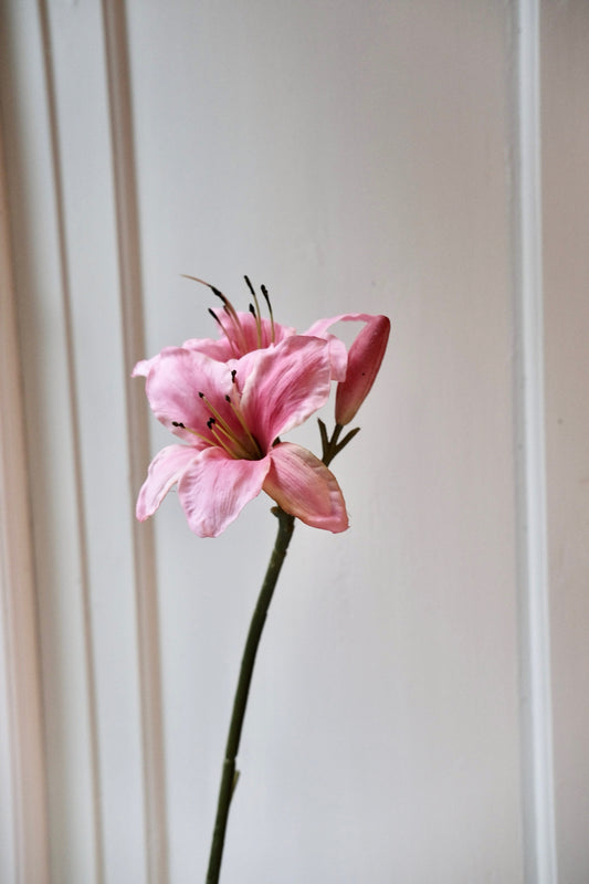 Blomst • Amaryllis • Pink