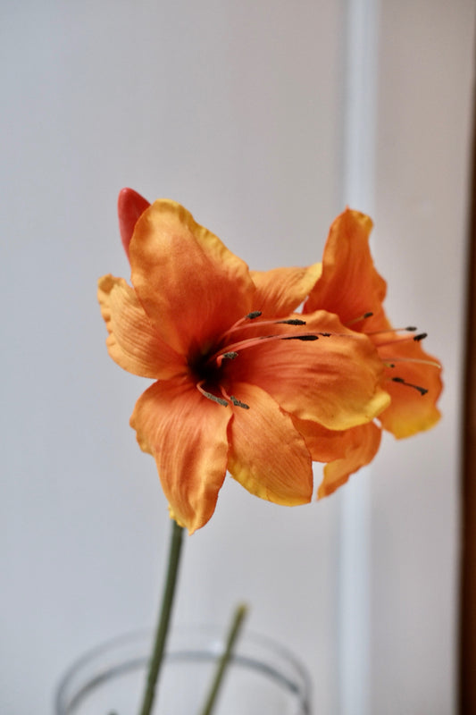 Blomst • Amaryllis • Orange