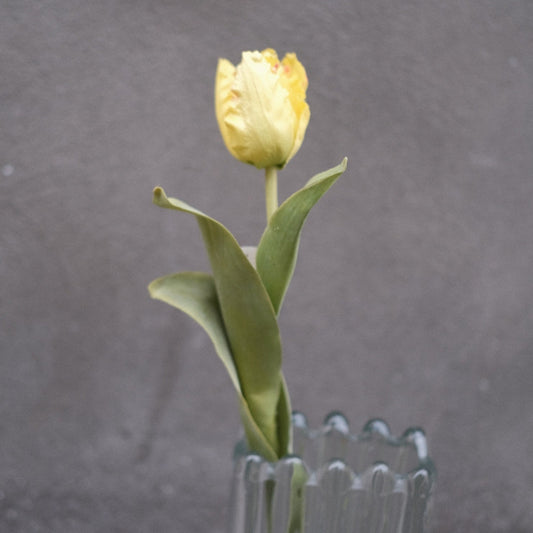 Flower • Tulip • Small • Yellow